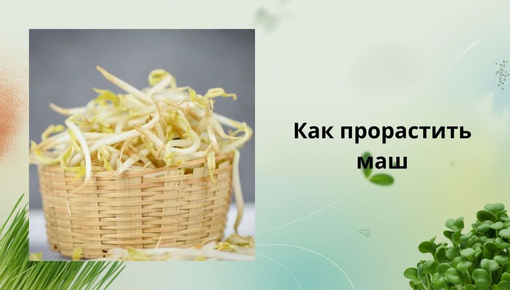 Как прорастить микрозелень маш: пошаговое руководство