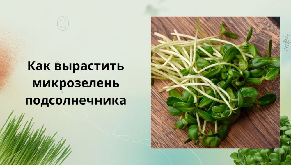 Как вырастить микрозелень подсолнечника: пошаговое руководство для начинающих