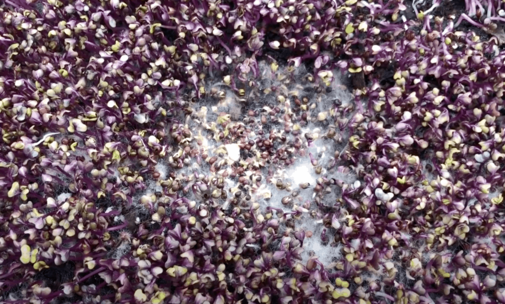 Как бороться с плесенью на микрозелени