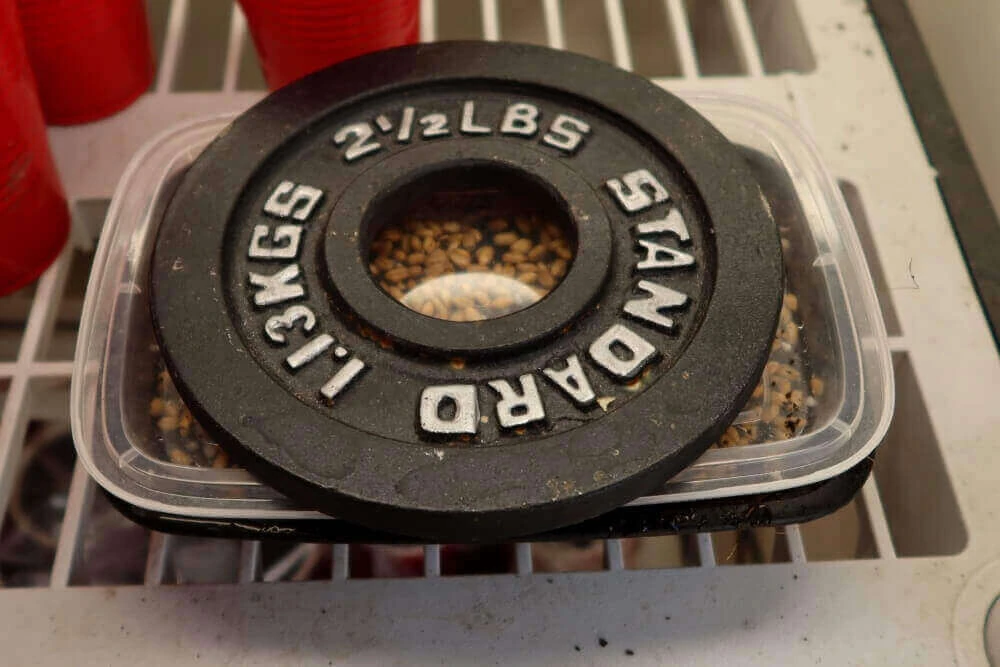 Зачем нужен прижим при прорастании микрозелени?