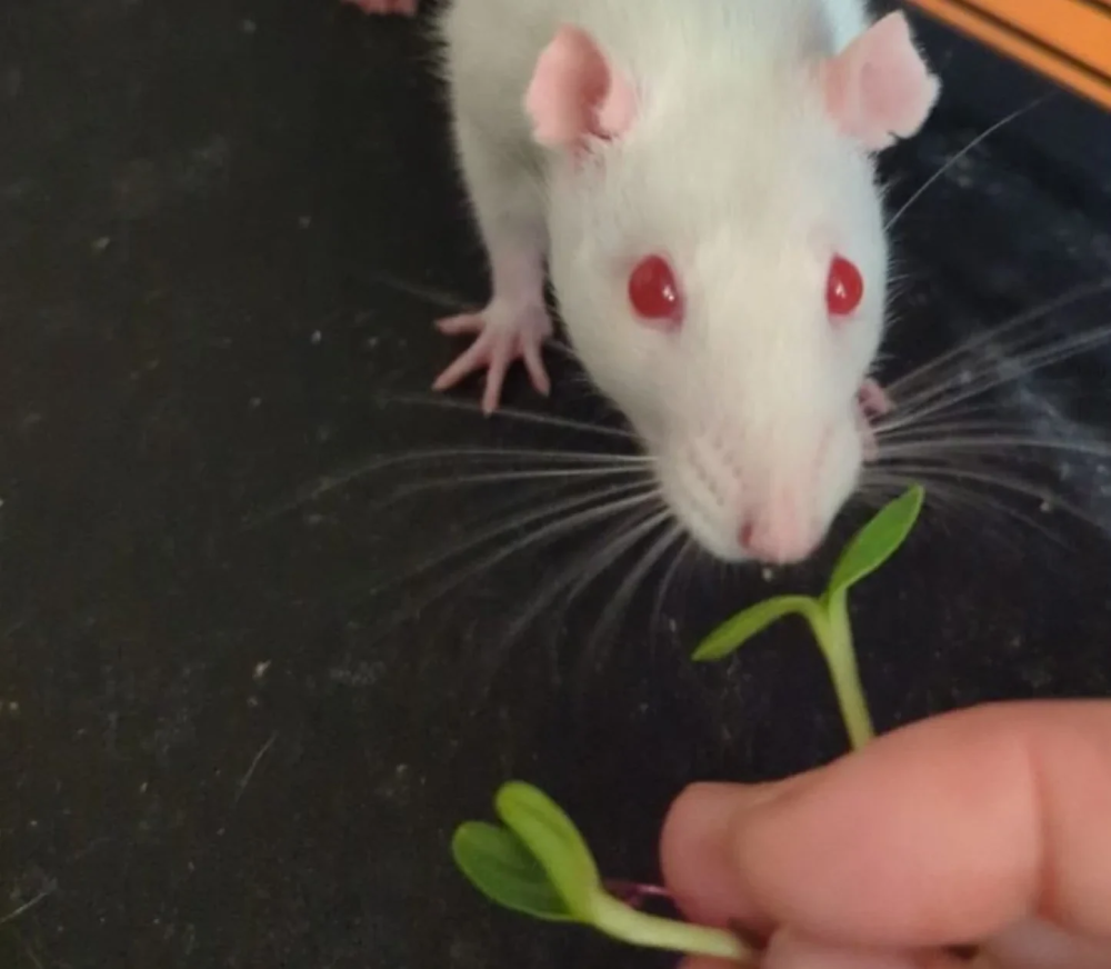 Микрозелень для крыс: Питательное дополнение для здоровья