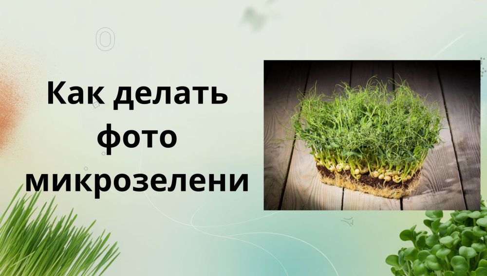Фотосессия для микрозелени: как показать продукт во всей красе