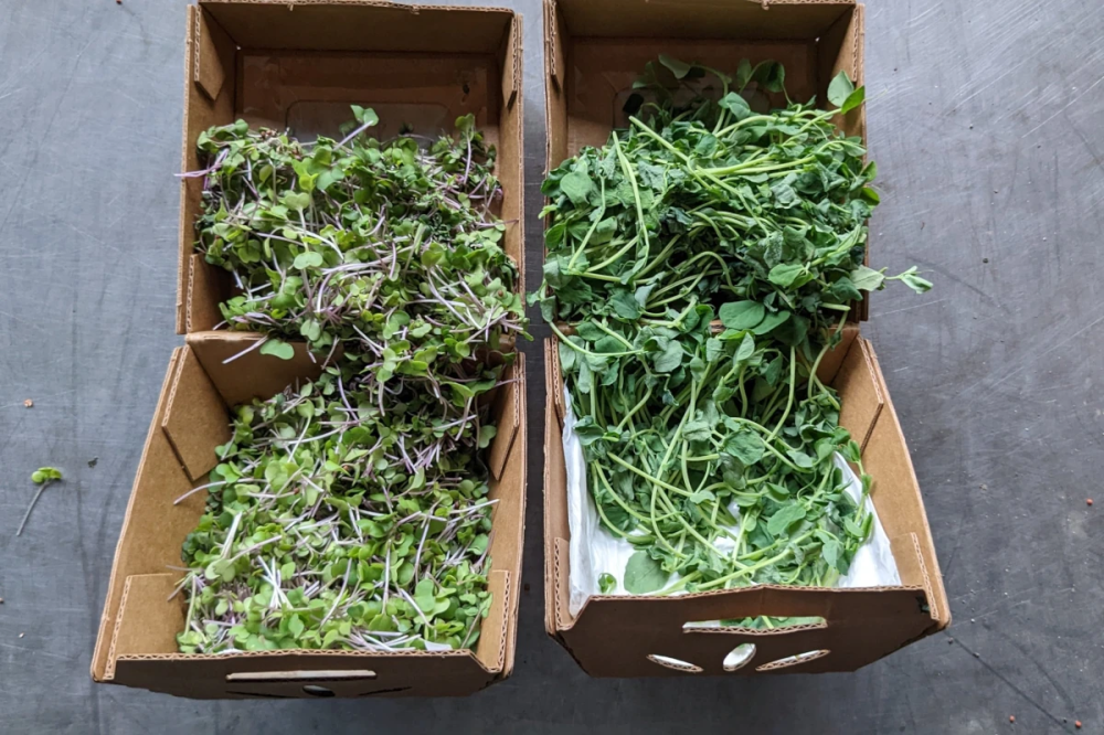 Что такое биомасса микрозелени и как она влияет на урожайность?