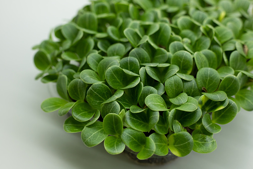 Микрозелень расторопши, польза и вред